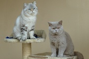 BRITISH SHORTHAIR 011